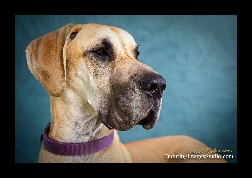 Dog portraits, Denville, NJ - by Enduring Images Photography Studio