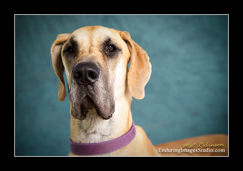 Dog portraits, Denville, NJ - by Enduring Images Photography Studio