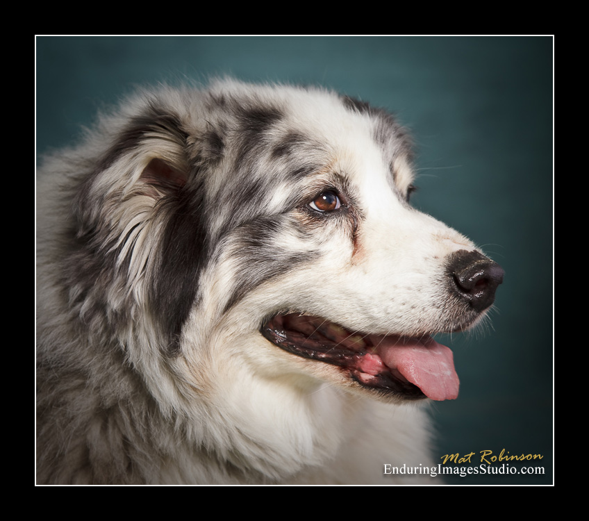 Dog portraits, Denville, NJ - by Enduring Images Photography Studio