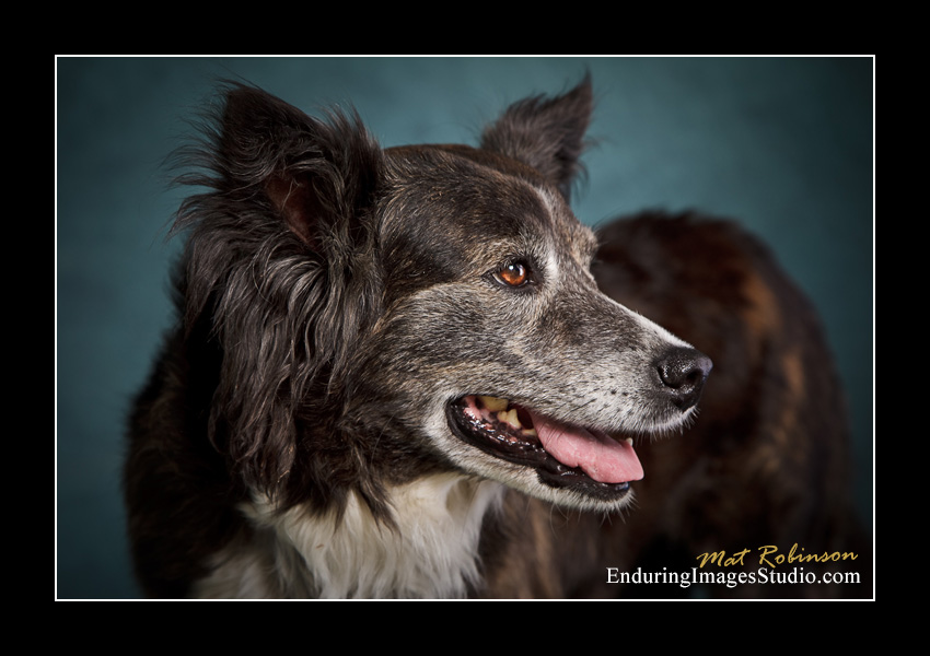 Dog portraits, Denville, NJ - by Enduring Images Photography Studio