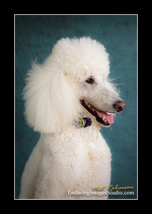 Dog portraits, Denville, NJ - by Enduring Images Photography Studio
