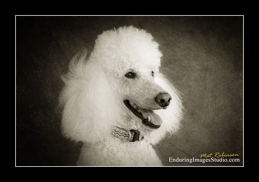 Dog portraits, Denville, NJ - by Enduring Images Photography Studio