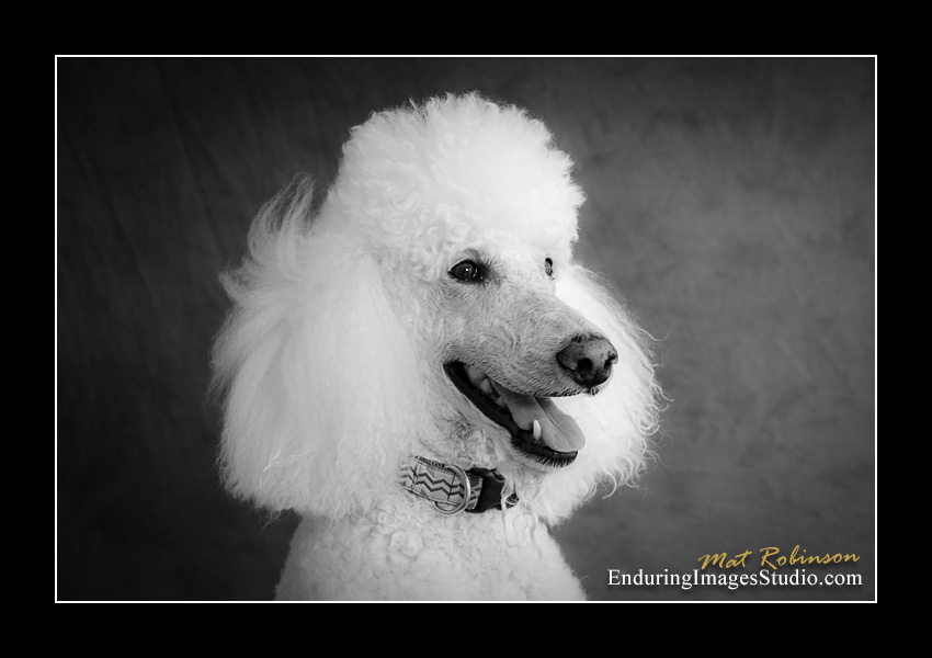 Dog portraits, Denville, NJ - by Enduring Images Photography Studio