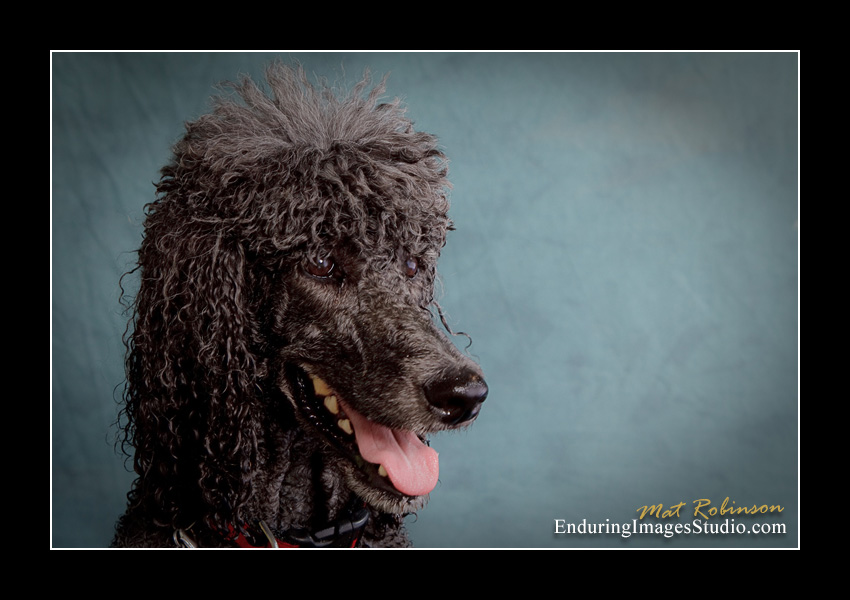Dog portraits, Denville, NJ - by Enduring Images Photography Studio
