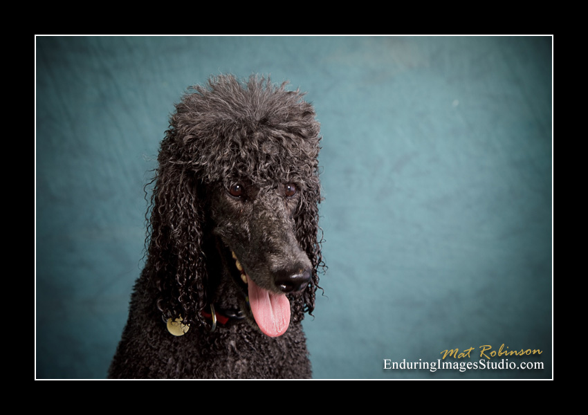 Dog portraits, Denville, NJ - by Enduring Images Photography Studio