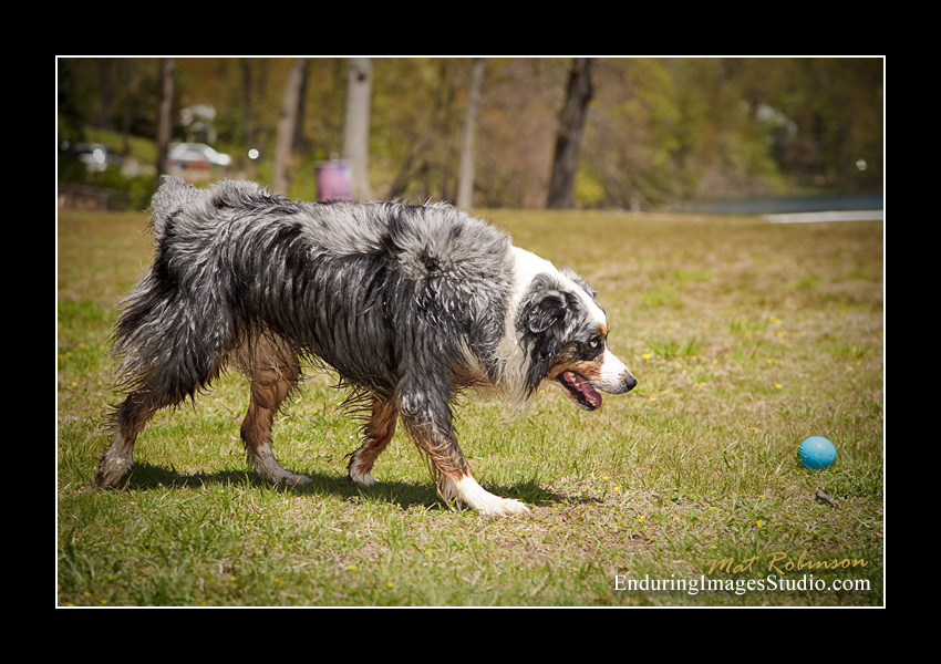 Dog portraits, Denville, NJ - by Enduring Images Photography Studio