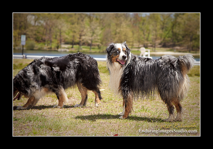 Dog portraits, Denville, NJ - by Enduring Images Photography Studio