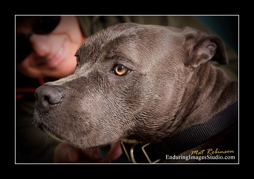 Dog portraits, Denville, NJ - by Enduring Images Photography Studio