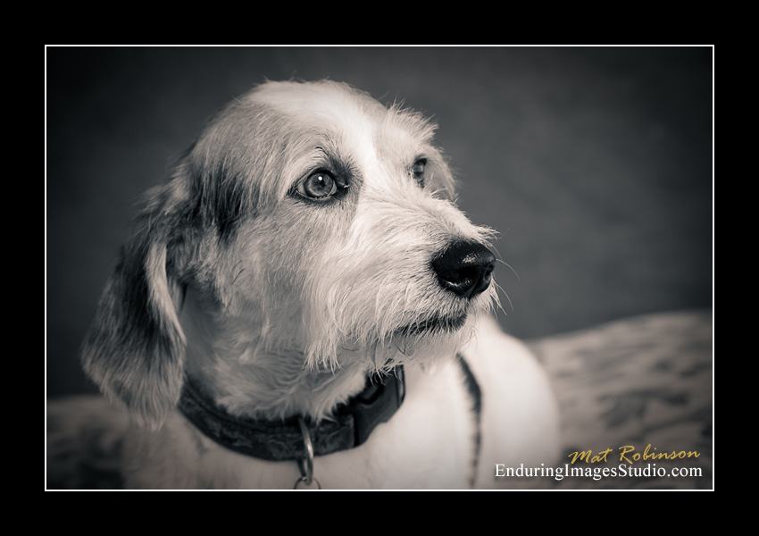 Dog portraits, Denville, NJ - by Enduring Images Photography Studio