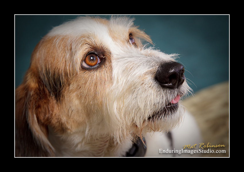 Dog portraits, Denville, NJ - by Enduring Images Photography Studio