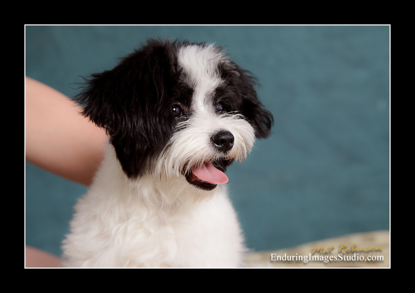 Dog portraits, Denville, NJ - by Enduring Images Photography Studio