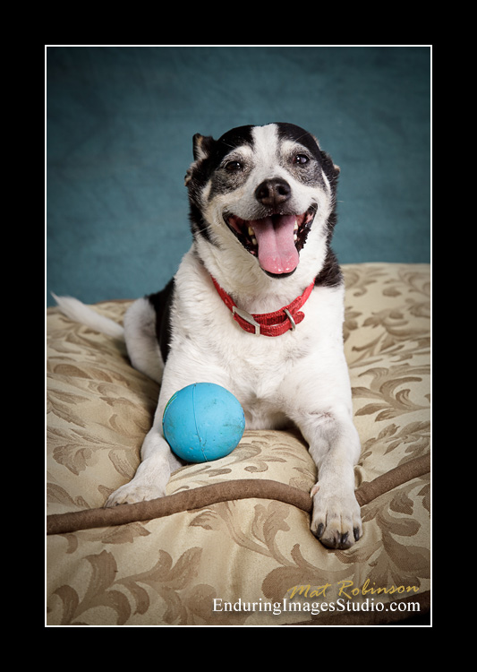 Dog portraits, Denville, NJ - by Enduring Images Photography Studio