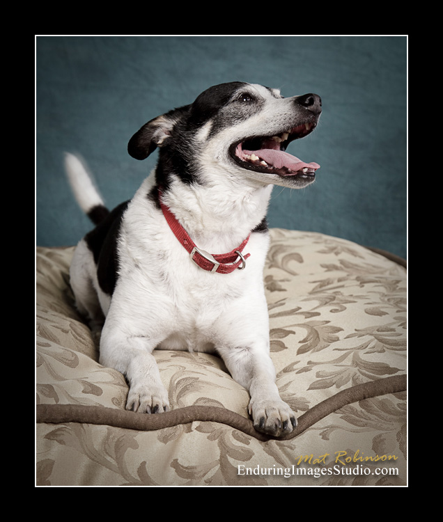 Dog portraits, Denville, NJ - by Enduring Images Photography Studio