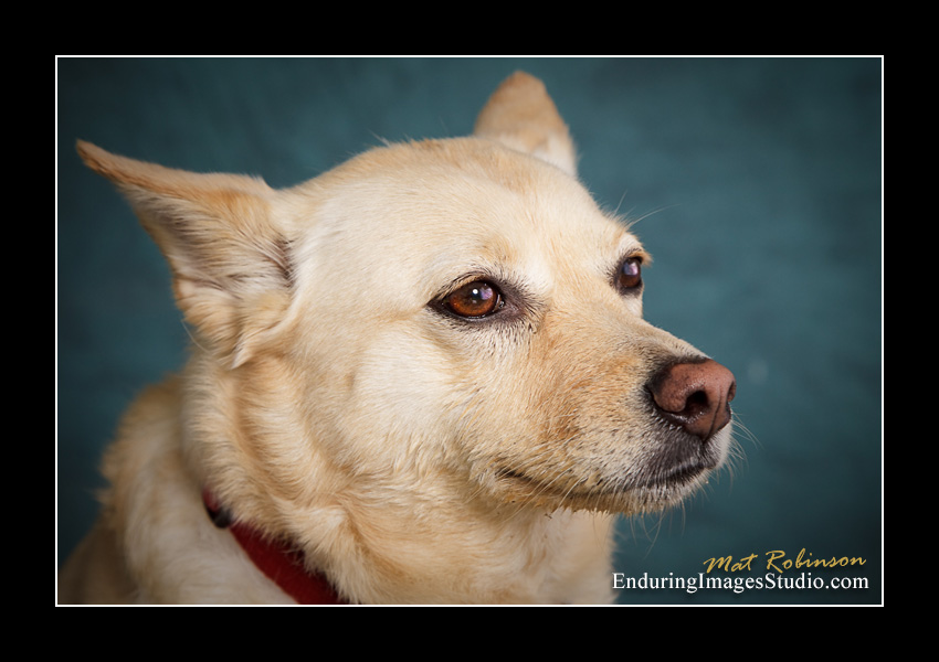 Dog portraits, Denville, NJ - by Enduring Images Photography Studio