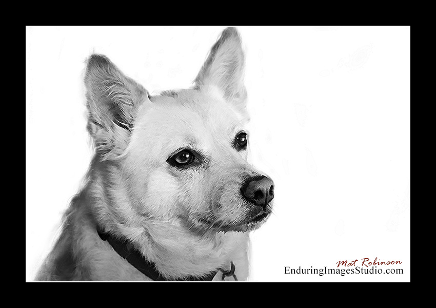 Dog portraits, Denville, NJ - by Enduring Images Photography Studio