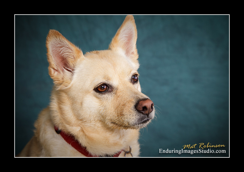 Dog portraits, Denville, NJ - by Enduring Images Photography Studio