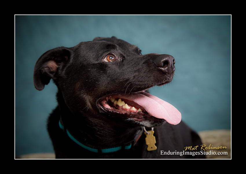 Dog portraits, Denville, NJ - by Enduring Images Photography Studio