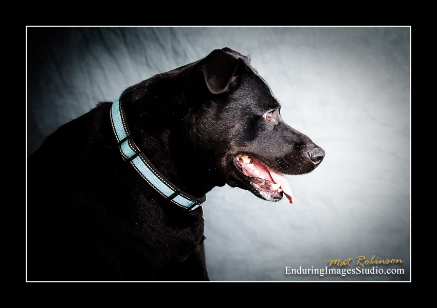 Dog portraits, Denville, NJ - by Enduring Images Photography Studio