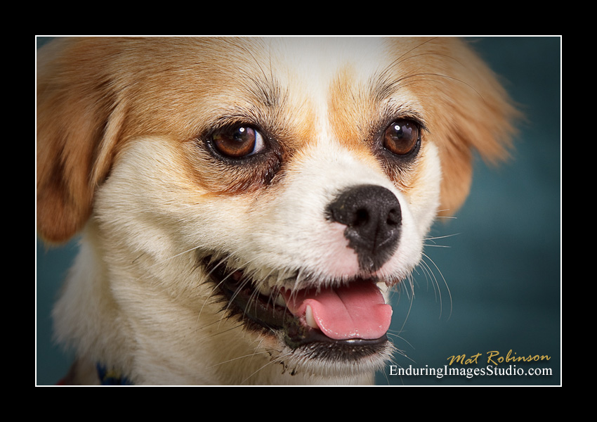 Dog portraits, Denville, NJ - by Enduring Images Photography Studio