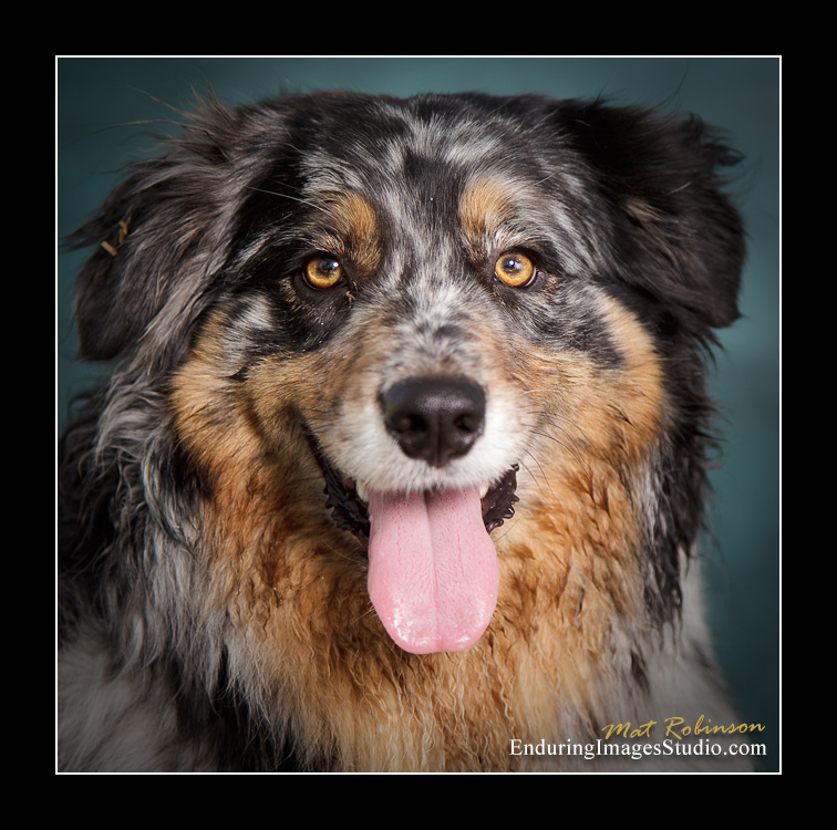 Dog portraits, Denville, NJ - by Enduring Images Photography Studio