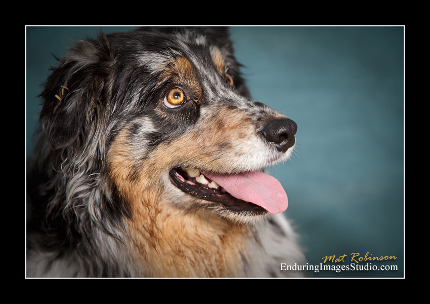 Dog portraits, Denville, NJ - by Enduring Images Photography Studio