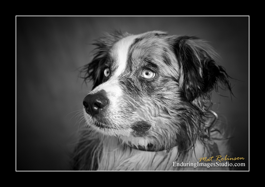 Dog portraits, Denville, NJ - by Enduring Images Photography Studio