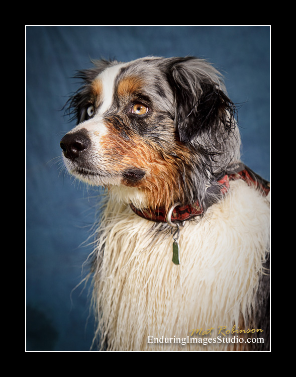 Dog portraits, Denville, NJ - by Enduring Images Photography Studio