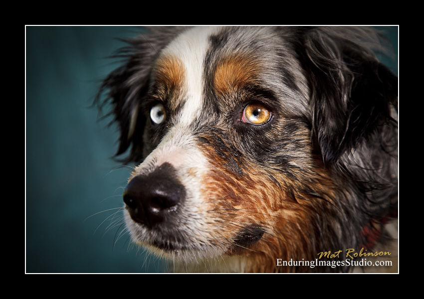 Dog portraits, Denville, NJ - by Enduring Images Photography Studio