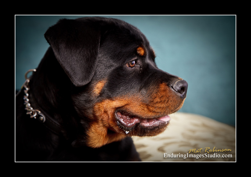 Dog portraits, Denville, NJ - by Enduring Images Photography Studio