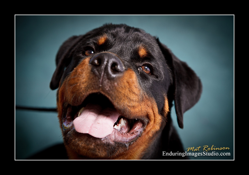 Dog portraits, Denville, NJ - by Enduring Images Photography Studio