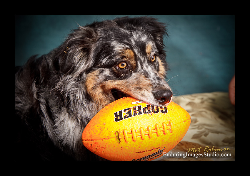 Dog portraits, Denville, NJ - by Enduring Images Photography Studio