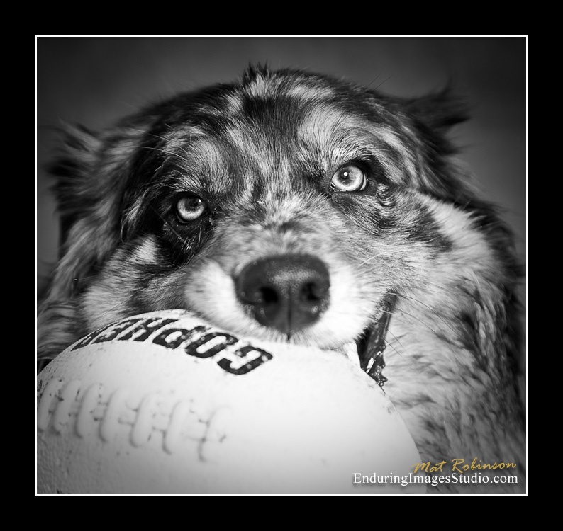 Dog portraits, Denville, NJ - by Enduring Images Photography Studio