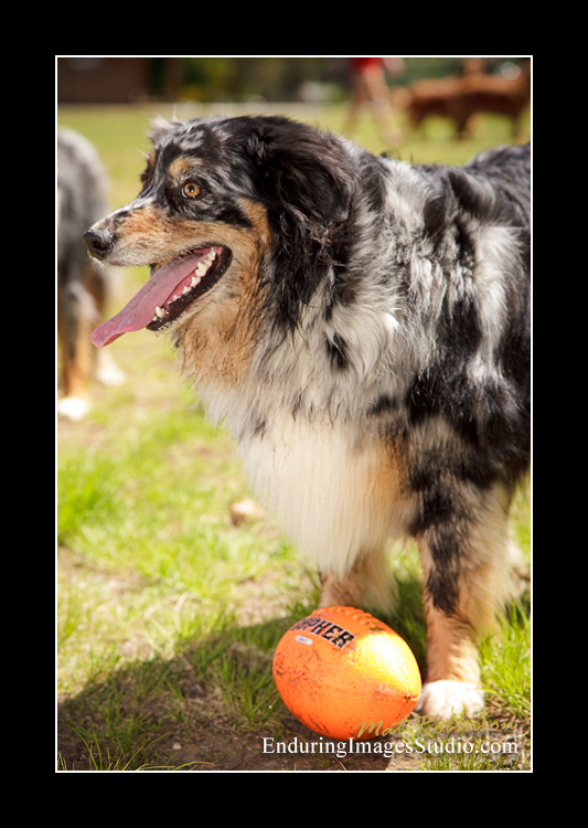 Dog portraits, Denville, NJ - by Enduring Images Photography Studio