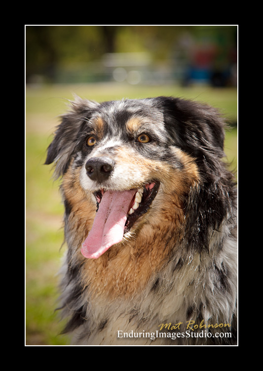 Dog portraits, Denville, NJ - by Enduring Images Photography Studio