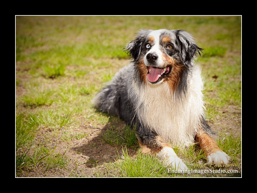 Dog portraits, Denville, NJ - by Enduring Images Photography Studio