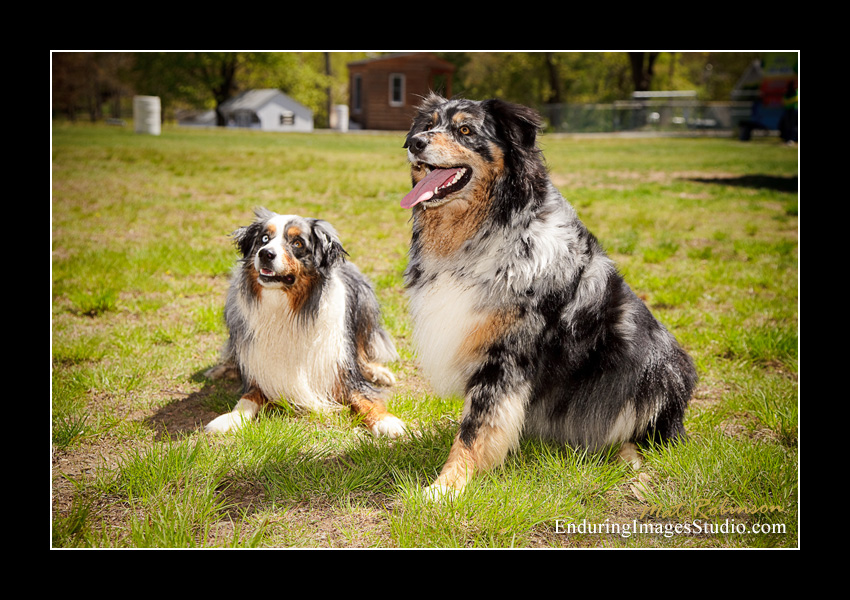 Dog portraits, Denville, NJ - by Enduring Images Photography Studio