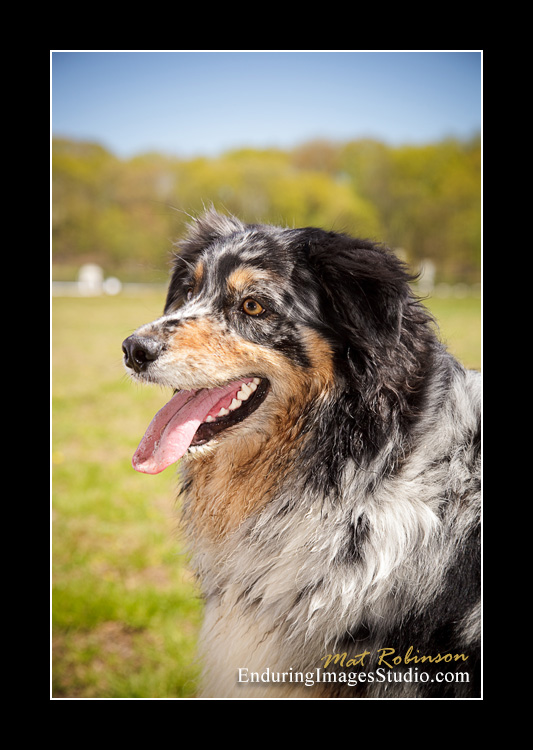 Dog portraits, Denville, NJ - by Enduring Images Photography Studio