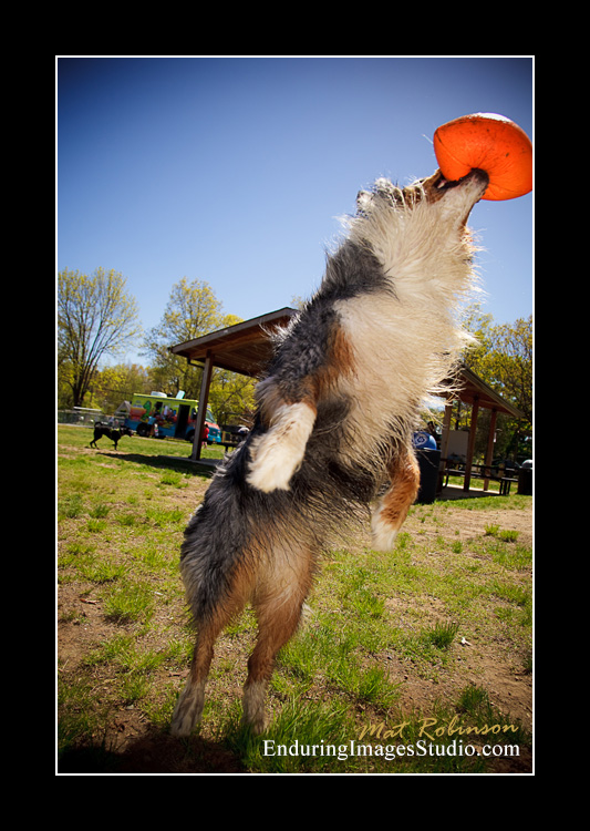 Dog portraits, Denville, NJ - by Enduring Images Photography Studio