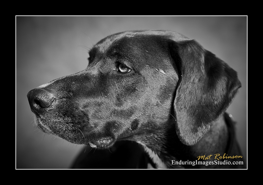 Dog portraits, Denville, NJ - by Enduring Images Photography Studio