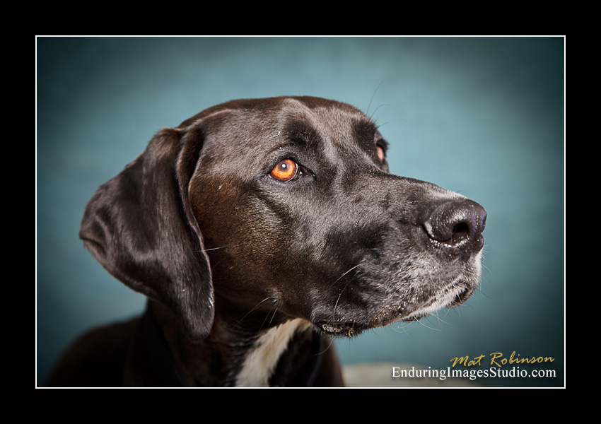 Dog portraits, Denville, NJ - by Enduring Images Photography Studio