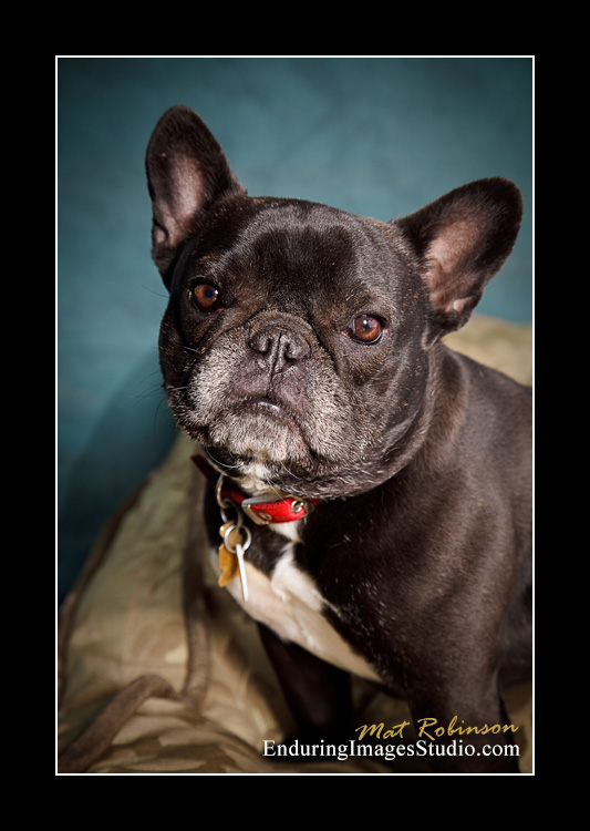 Dog portraits, Denville, NJ - by Enduring Images Photography Studio