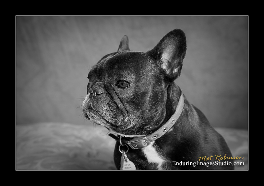 Dog portraits, Denville, NJ - by Enduring Images Photography Studio