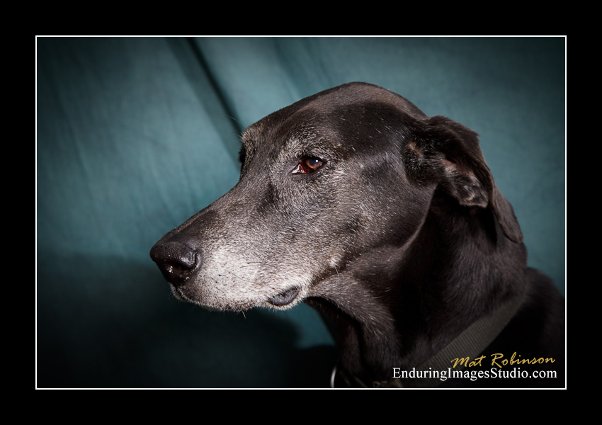 Dog portraits, Denville, NJ - by Enduring Images Photography Studio