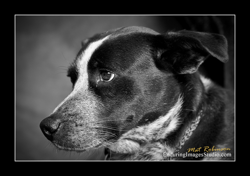 Dog portraits, Denville, NJ - by Enduring Images Photography Studio