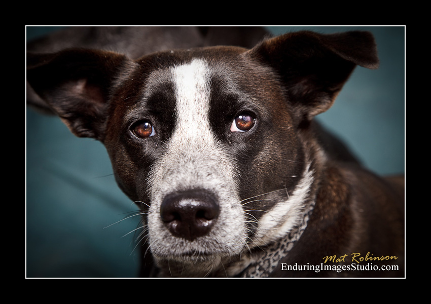 Dog portraits, Denville, NJ - by Enduring Images Photography Studio