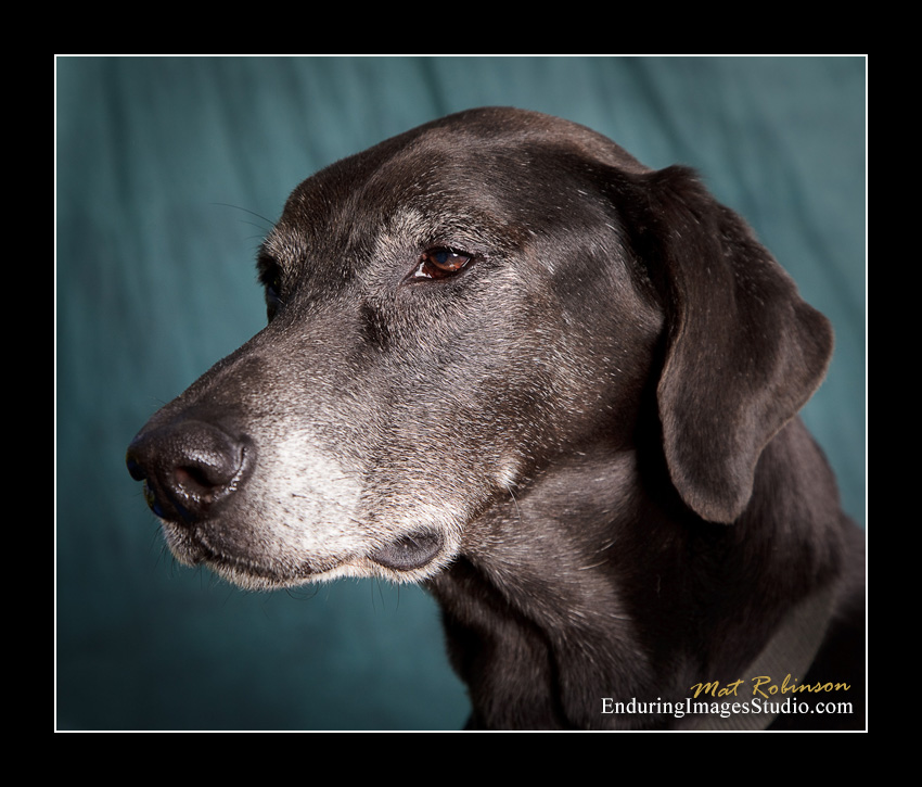 Dog portraits, Denville, NJ - by Enduring Images Photography Studio