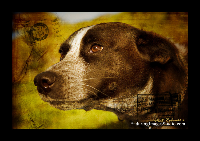 Dog portraits, Denville, NJ - by Enduring Images Photography Studio
