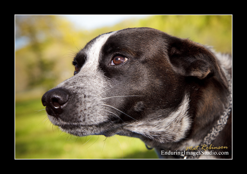 Dog portraits, Denville, NJ - by Enduring Images Photography Studio