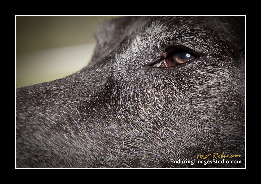 Dog portraits, Denville, NJ - by Enduring Images Photography Studio