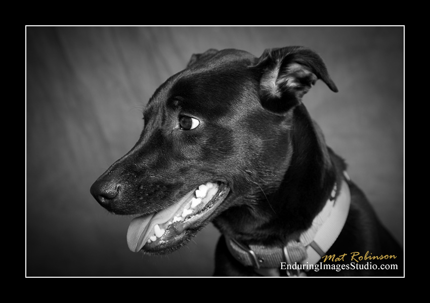 Dog portraits, Denville, NJ - by Enduring Images Photography Studio